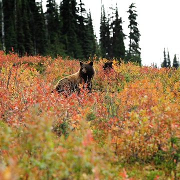 Whistler wildlife