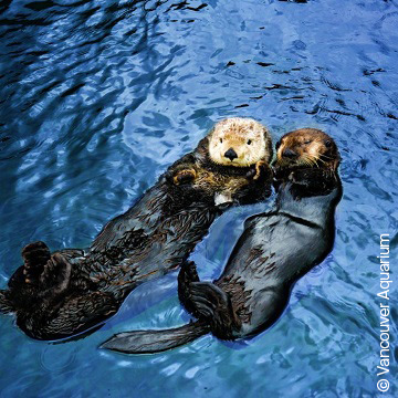 温哥华水族馆