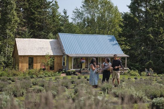 Small group of people talking in a lavender field with a wooden farm building in the background