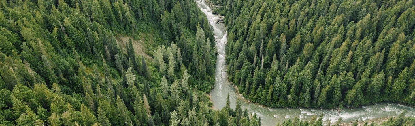 Aerial view of forests in Prince George