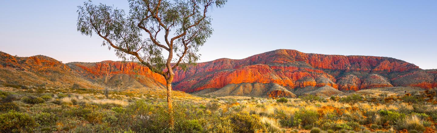 A tree in the Australian outback