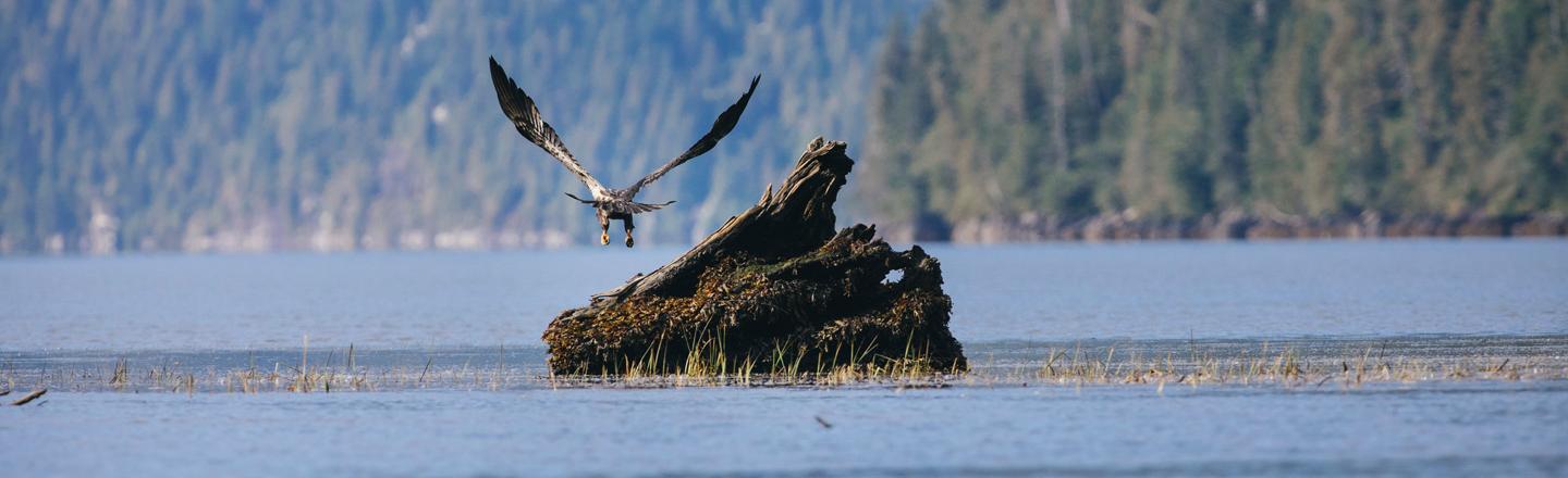  oiseau de proie survolant un lac