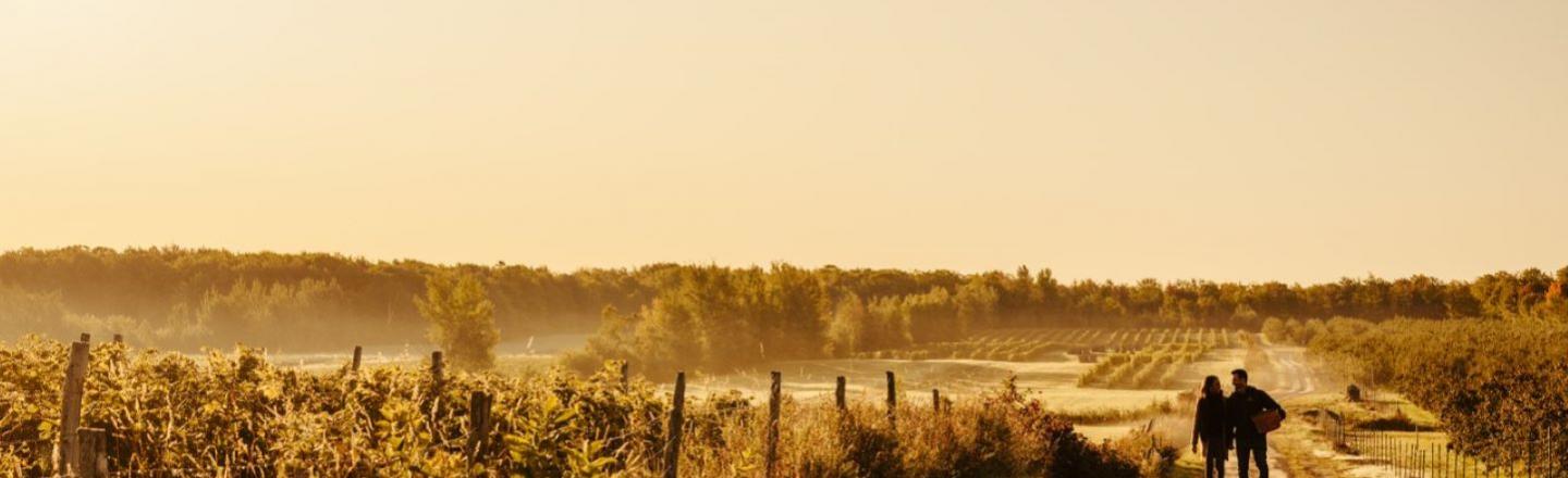 two people walking in a field at golden hour