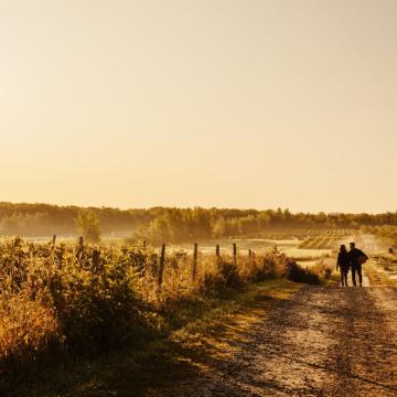 people walking through a vineyard